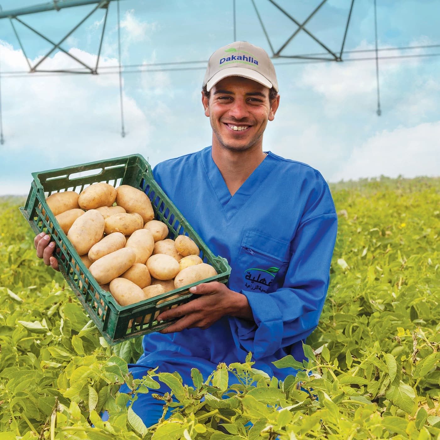 Dakahlia Premium Potatoes