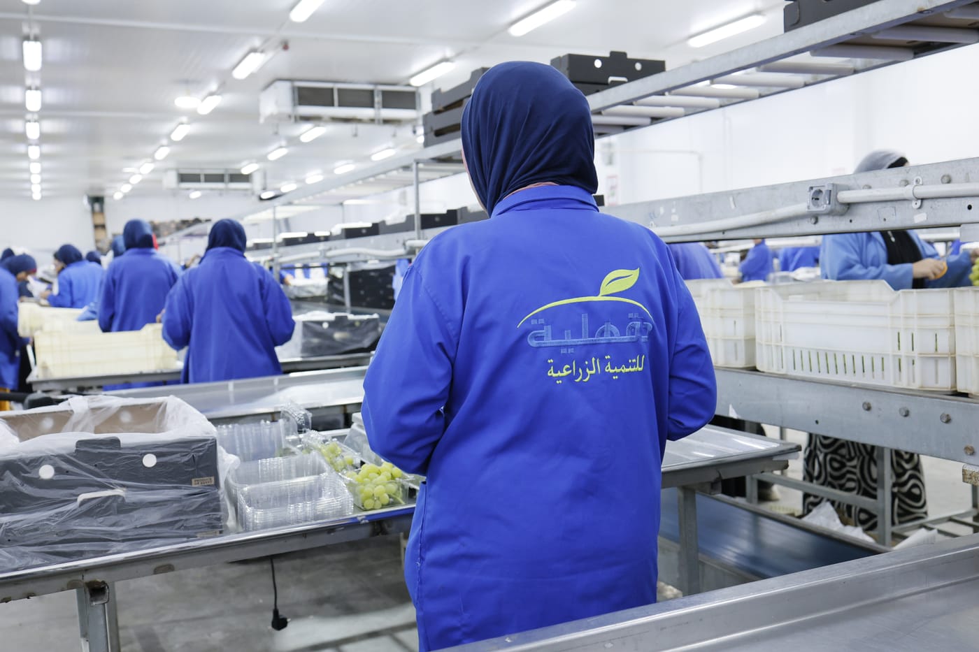 Packhouse team in Dakahlia uniforms packing green grapes into punnets on the grading line