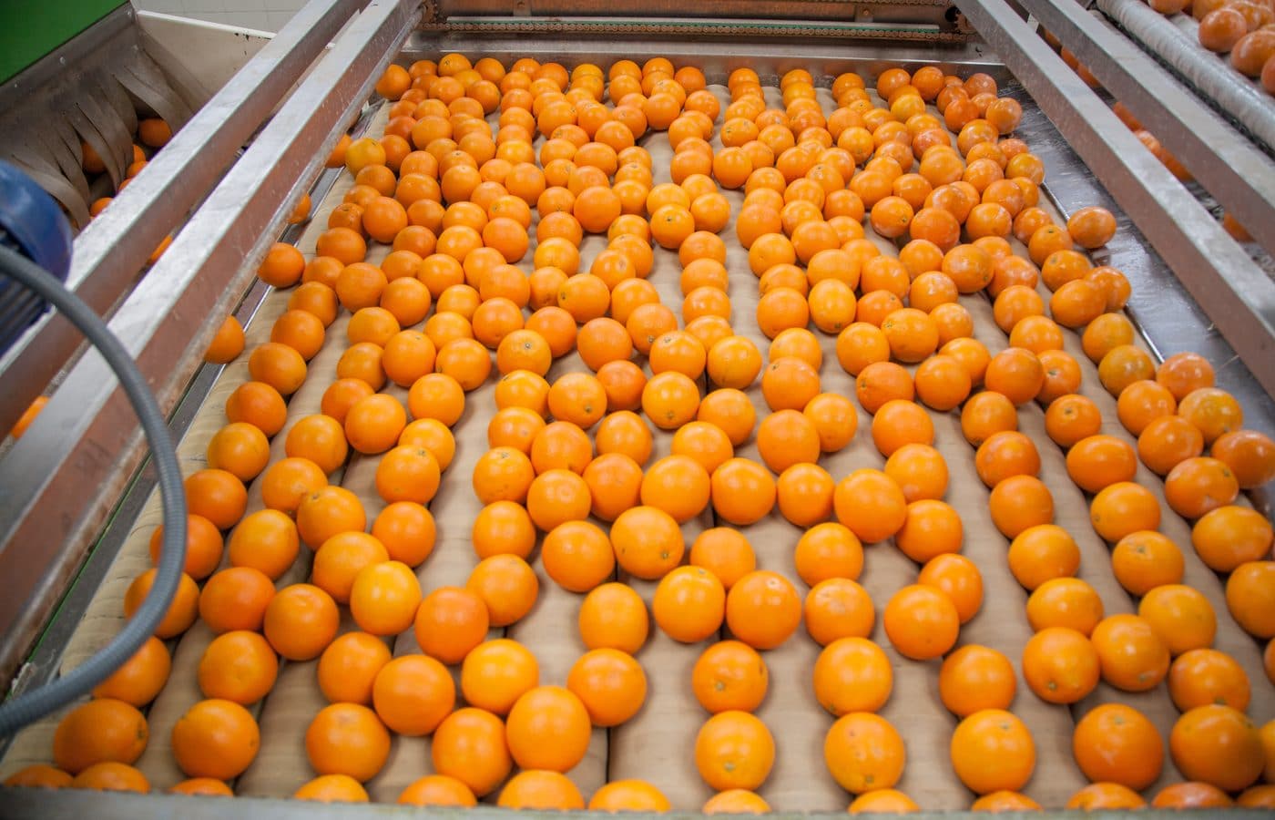 Citrus moving along a Dakahlia packhouse grading line